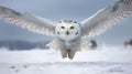 Graceful Wings: Majestic Snowy Owl Soaring Over Winter Wonderland Royalty Free Stock Photo