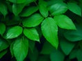 Beautiful Mini Tree Green Color Leaves