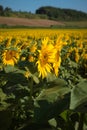 Radiant sunflower fields in Orciano Pisano, Tuscany, Italy Royalty Free Stock Photo