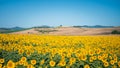 Radiant sunflower fields in Orciano Pisano, Tuscany, Italy Royalty Free Stock Photo