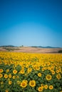 Radiant sunflower fields in Orciano Pisano, Tuscany, Italy Royalty Free Stock Photo