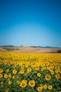 Radiant sunflower fields in Orciano Pisano, Tuscany, Italy