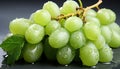 Bountiful Harvest: Closeup of Fresh Grapes Bunch Isolated on White Background