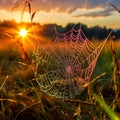 Spider web covered in dew with a colorful sunrise backdrop Royalty Free Stock Photo