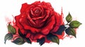 Vibrant Red Rose Illustration: Capturing Assertiveness and Passion on a Clean White Background.