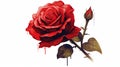 Vibrant Red Rose Illustration: Capturing Assertiveness and Passion on a Clean White Background.