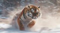 Roaming the Winter Wilderness: Amur Tiger in Action