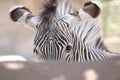 Eyes of the Savanna: Close-Up of Zebra\'s Soulful Gaze