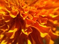 Golden Radiance: Captivating Marigold Flowers in Full Bloom