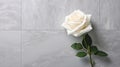 Contemporary Elegance: White Rose Flower on Grey Surface with Modern Vibes