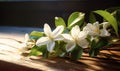 Bouquet of jasmine flowers on wooden table, closeup Royalty Free Stock Photo