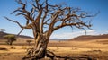 Arid Echoes: Lifeless Coffee Tree Amidst Ethiopian Desert Terrain