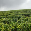 & x22;Enchanting Serenity: Tranquil Tea Plantation of Nuwara Eliya, Sri Lanka& x22;