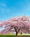 Whispers of Spring: Fantasy Cherry Blossom Delight