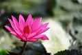 Pink Lotus Flower in the Serene Pond: A Captivating Moment of Tranquility