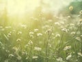 Dreamy Vintage Nature Background with Soft Light and Delicate Flora