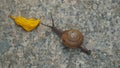 Scenic view of a little snail climbing on the floor