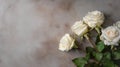 Ethereal Harmony: White Roses on Chalk Background with Ample White Space