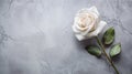 Ethereal Simplicity: White Rose Flower on Grey Surface with Sublime Delicacy