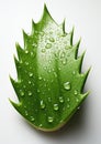 Natural Elegance: Closeup of Aloe Vera Plant Isolated on White