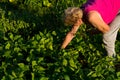 Serene Sunset Gardening: Woman Engaged in Weeding Her Bean Garden