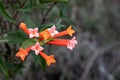 Bouvardia Ternifolia - Delicate Elegance in Macro Floral Exploration