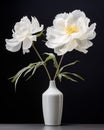 White peony flowers in a vase on a black background. Royalty Free Stock Photo