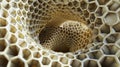 Hexagonal Harmony: Captivating Honeycomb Geometric Structure