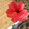& x22;Fiery Elegance: Captivating Red Hibiscus Flower in Full Bloom& x22; Royalty Free Stock Photo
