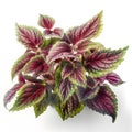 Red leaves of coleus isolated on white background with clipping path