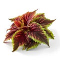 Red and green leaves of coleus isolated on white background