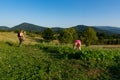 Serene Sunset Harvest: Farmer and Woman Tending to Nature's Bounty