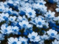 Lots of Very Colorful Blue and White Flowers