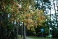 Park Canopy: Graceful Tree Branches in Harmony