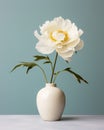 White peony in vase on blue background. Minimal still life Royalty Free Stock Photo