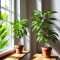 Green Plants on Wooden Shelf: Window Scenery