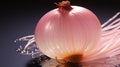 Onion Slice Isolated on plain back drops Royalty Free Stock Photo