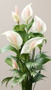 Serene Elegance: Closeup of Peace Lily Isolated on White Background Royalty Free Stock Photo