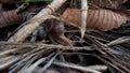 Serenity in Motion: A Snail's Slow Journey Through Damp Earth