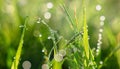 Morning Dew on Blades of Grass: Soft Sunlight Casting a Radiant Halo AI-Generated Image