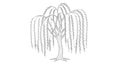 Beautiful Willow Tree Drawing with Hanging Branches for Creative Coloring Fun for Kids and Adults Royalty Free Stock Photo