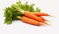 Nature\'s Bounty: Closeup of Carrot Isolated on White Background