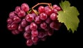 Nature\'s Jewels: Closeup of Grapes Isolated on Black Background