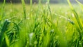 Green grass with dew drops close-up. Nature background. Royalty Free Stock Photo