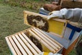 Beekeeper\'s Hands Holding Honeycomb Frame - Close-up Shot