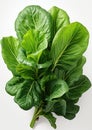 Botanical Elegance: Closeup of Fiddle Leaf Plant Isolated on White Background