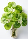 Modern Elegance: Closeup of Pilea Peperomioides Isolated on White Background