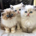 Immersing in the Serene World of Himalayan Kittens. Young Blue Point Himalayan Persian kittens. Royalty Free Stock Photo