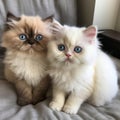 Immersing in the Serene World of Himalayan Kittens. Young Blue Point Himalayan Persian kittens. Royalty Free Stock Photo