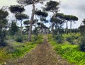 Immersive panoramic view on pathway in a uncultivated deepness forest with high big domestic pine trees and Mediterranean bush Royalty Free Stock Photo